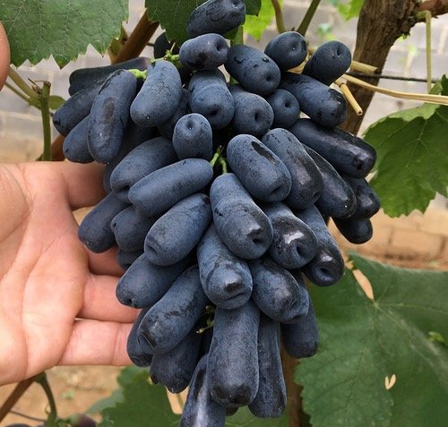 Fresh black grape (organic fruit)-P - Image 3