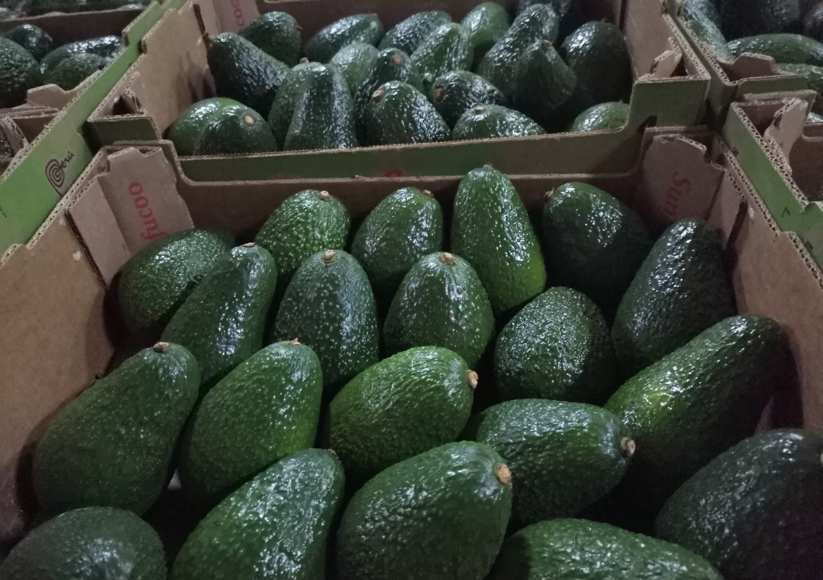 Fresh avocado (organic fruit)-US - Image 3
