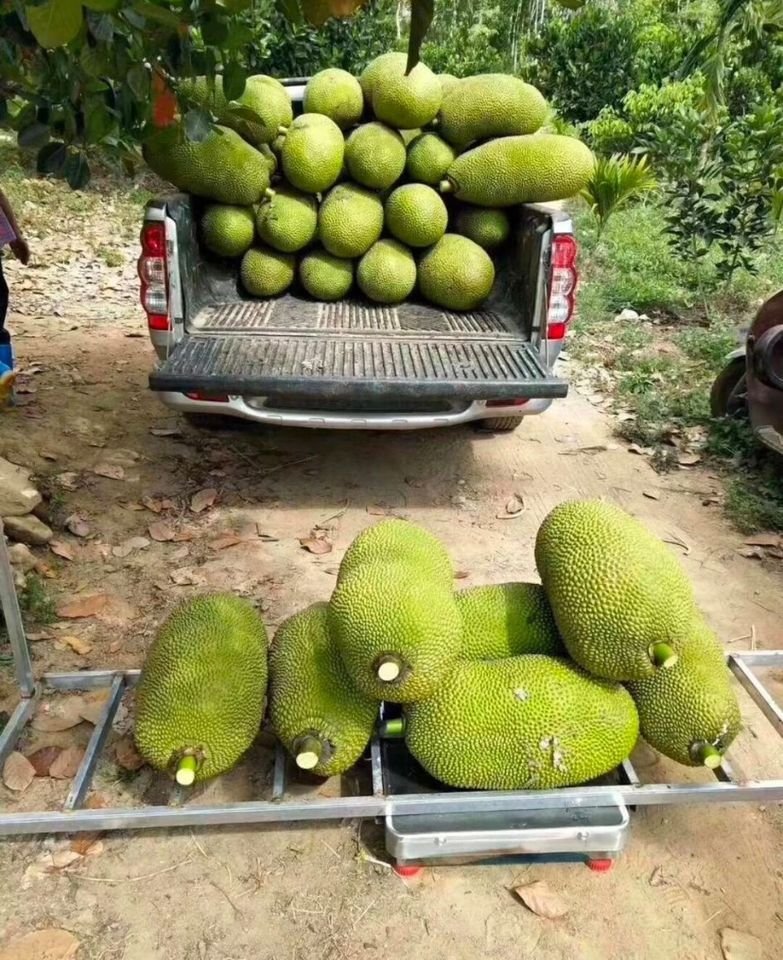 Fresh jackfruit (organic fruit)-US - Image 8