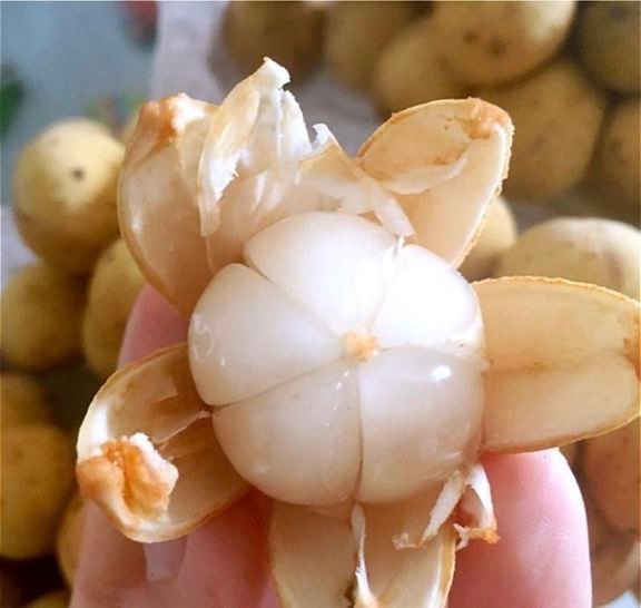 Fresh lansones (organic fruit)-US - Image 7