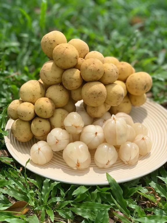 Fresh lansones (organic fruit)-US