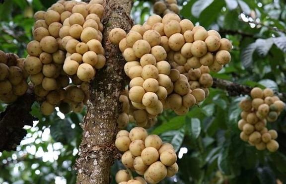 Fresh lansones (organic fruit)-US - Image 9