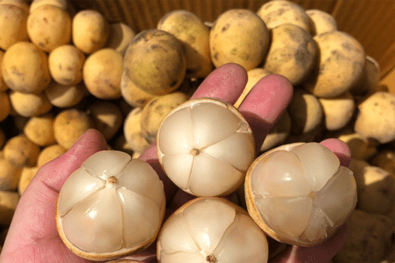 Fresh lansones (organic fruit)-US - Image 8