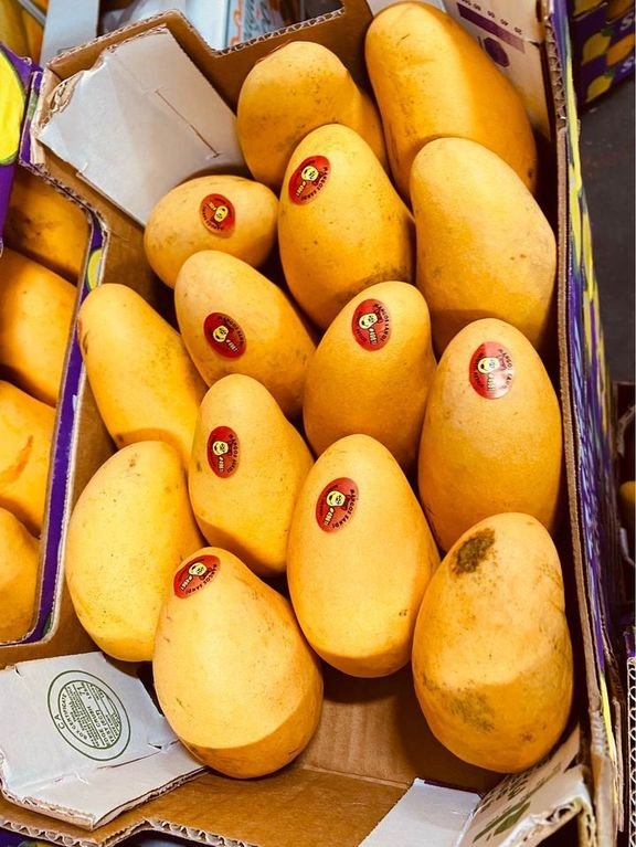 Freshly picked yellow mangoes-US - Image 2