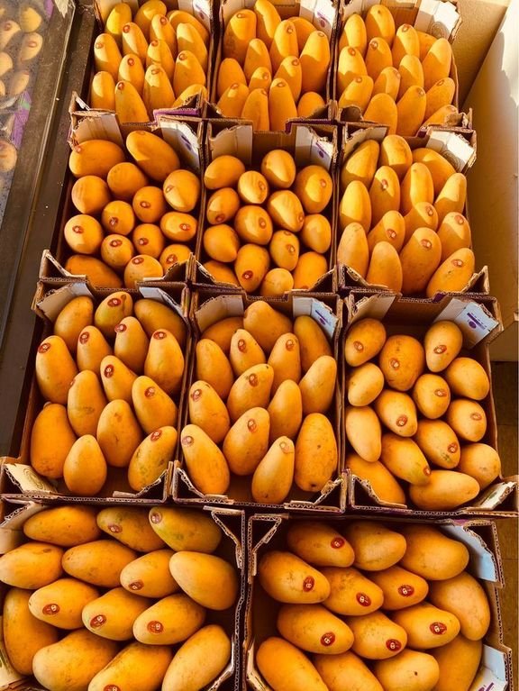 Freshly picked yellow mangoes-US