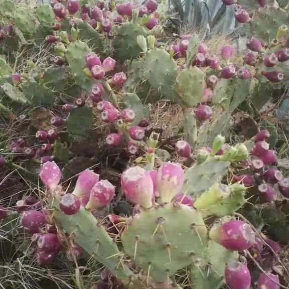 Fresh cactus fruit (organic fruit)-P - Image 5