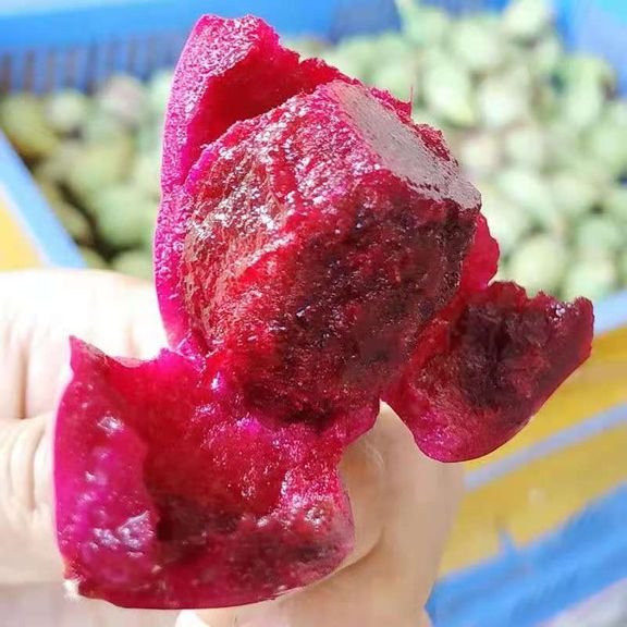 Fresh cactus fruit (organic fruit)-P - Image 2