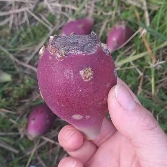 Fresh cactus fruit (organic fruit)-P - Image 4