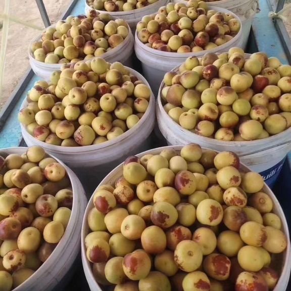 Fresh sweet date (organic fruit)-US - Image 2