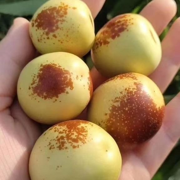 Fresh sweet date (organic fruit)-US - Image 3