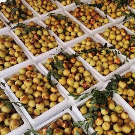 Fresh sweet date (organic fruit)-US - Image 5