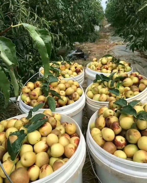 Fresh sweet date (organic fruit)-US - Image 7