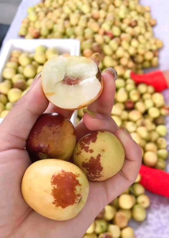 Fresh sweet date (organic fruit)-US - Image 4