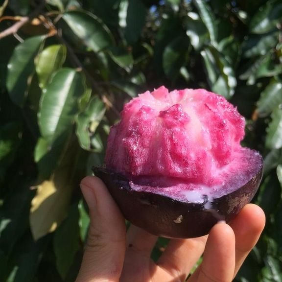 Fresh stars apples (organic fruit)-US - Image 7