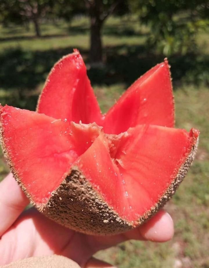 Fresh mamey sapote (organic fruit)-US - Image 4
