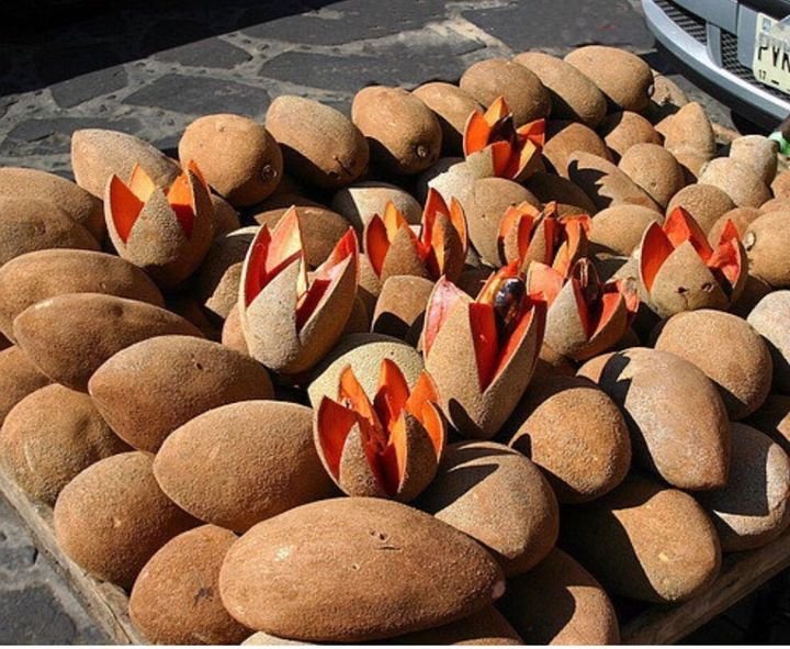 Fresh mamey sapote (organic fruit)-US - Image 6
