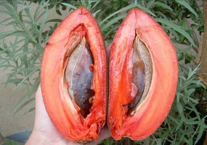 Fresh mamey sapote (organic fruit)-US - Image 5