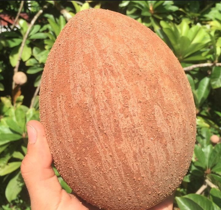 Fresh mamey sapote (organic fruit)-US - Image 2
