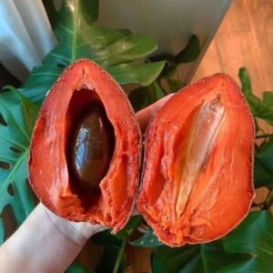 Fresh mamey sapote (organic fruit)-US