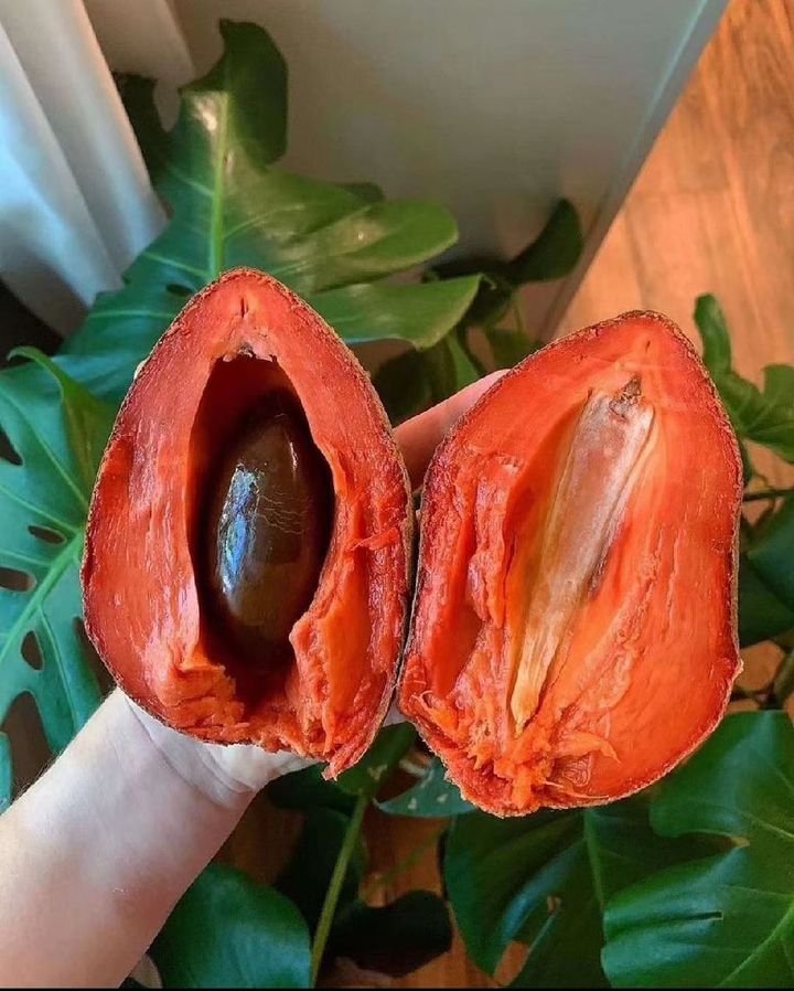 Fresh mamey sapote (organic fruit)-US