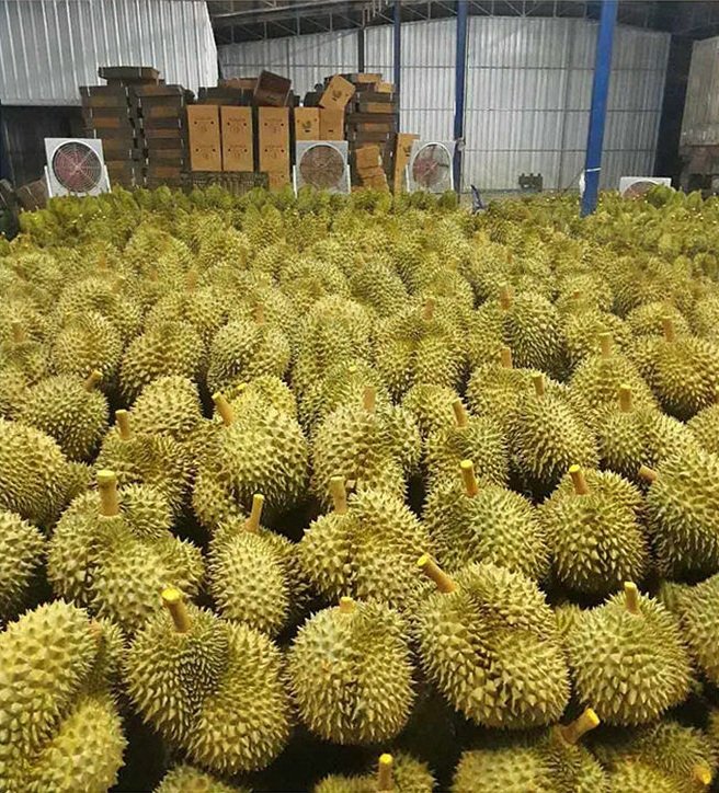Thai golden pillow durian (organic fruit)-US - Image 6