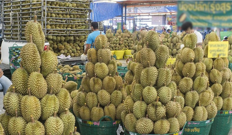 Thai golden pillow durian (organic fruit)-US - Image 7