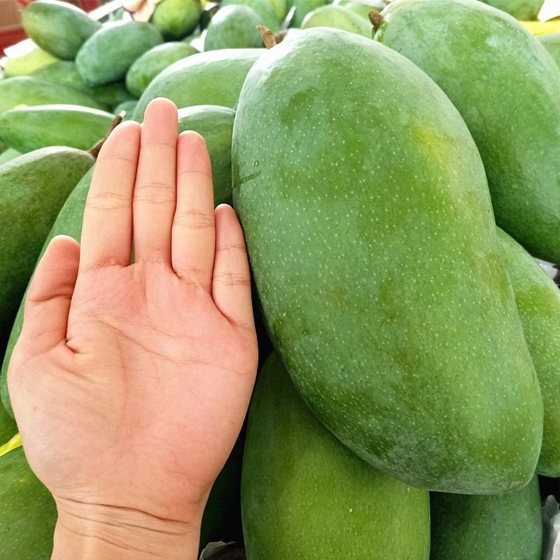 Fresh Thai mango (organic fruit)-US - Image 3