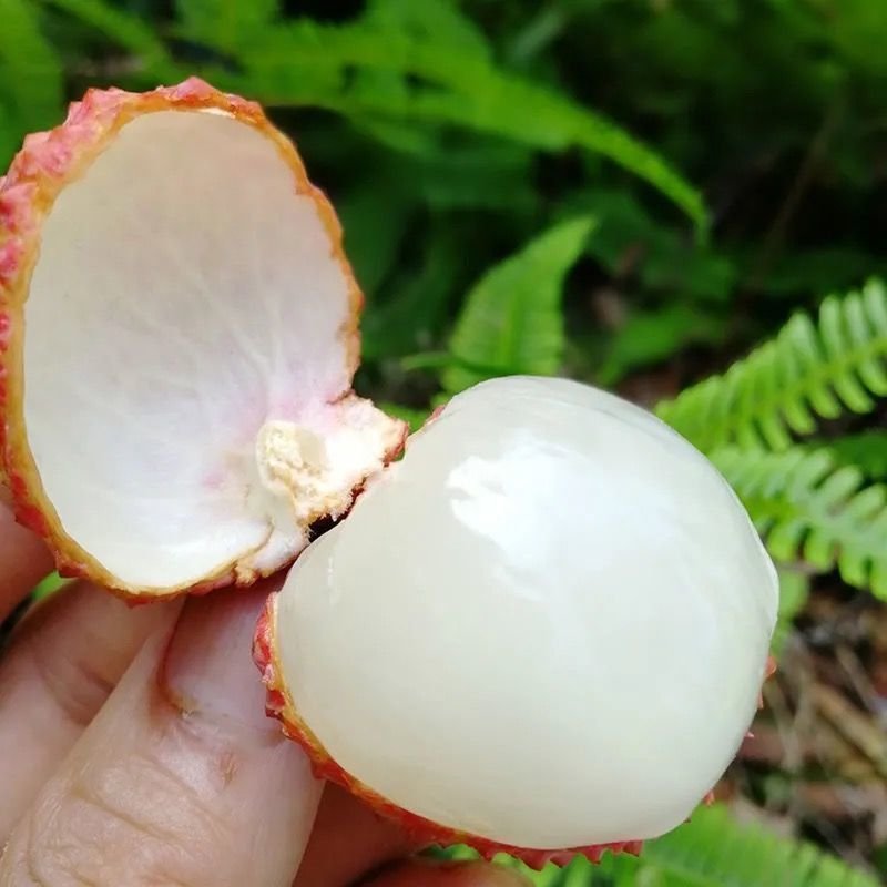 Fresh lychees (organic fruit) -US - Image 3
