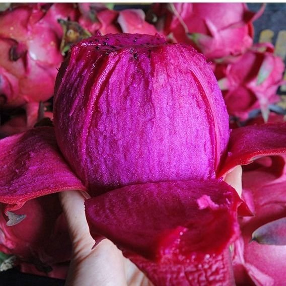 Fresh dragon fruit (organic fruits)-US - Image 4