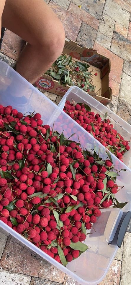 Fresh lychees (organic fruit) -US - Image 7