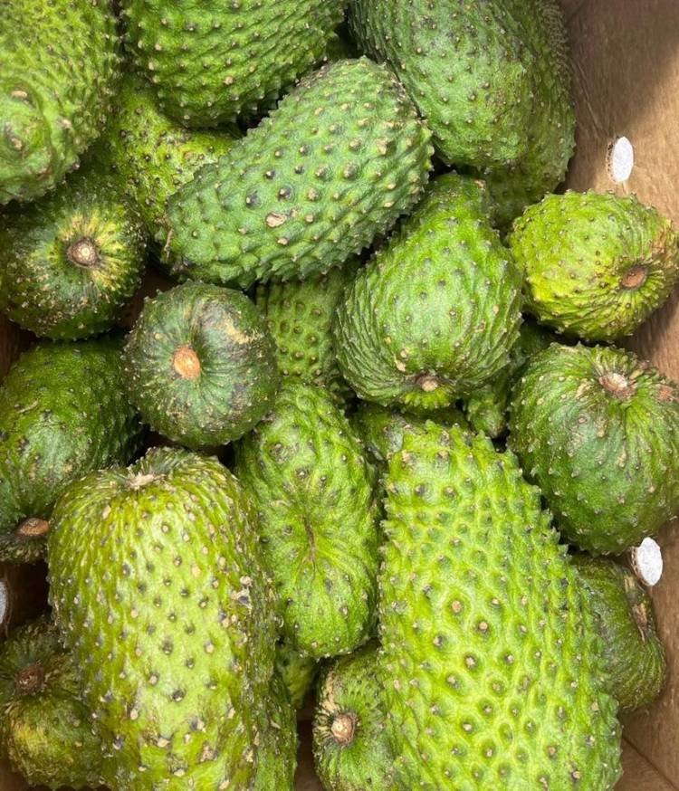Fresh Soursop (organic fruit)-US