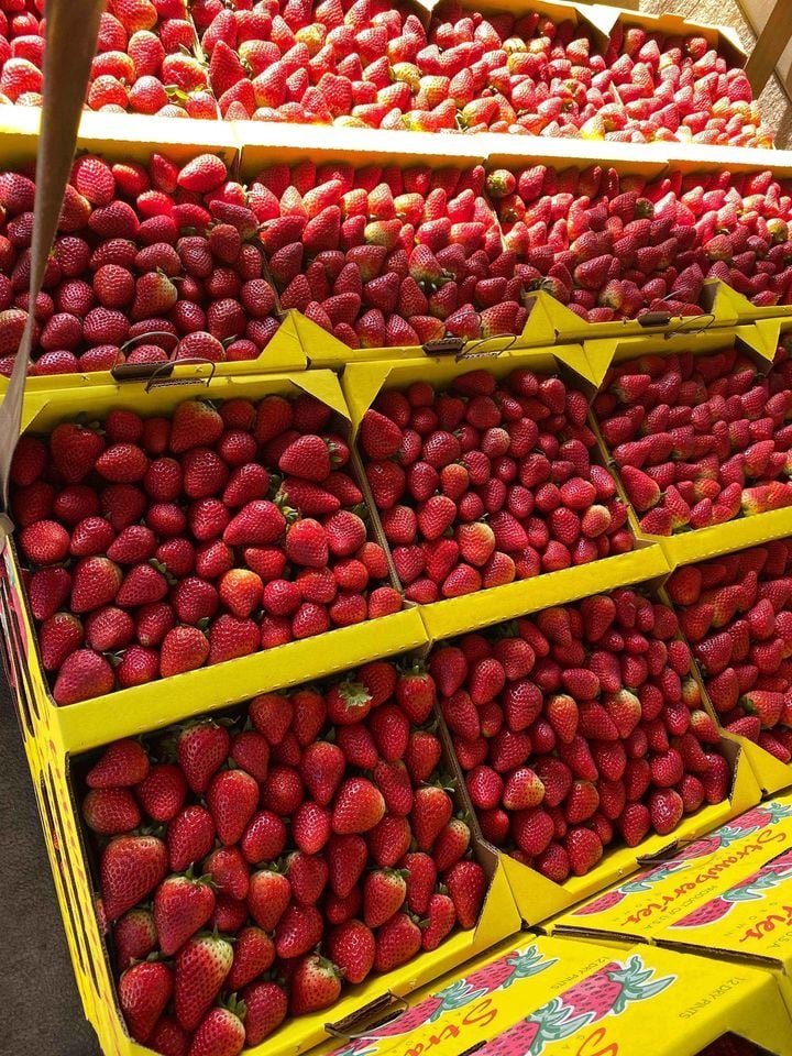 Fresh strawberry (organic fruit)-US - Image 2