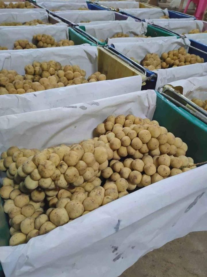 Fresh lansones (organic fruit)-US - Image 10