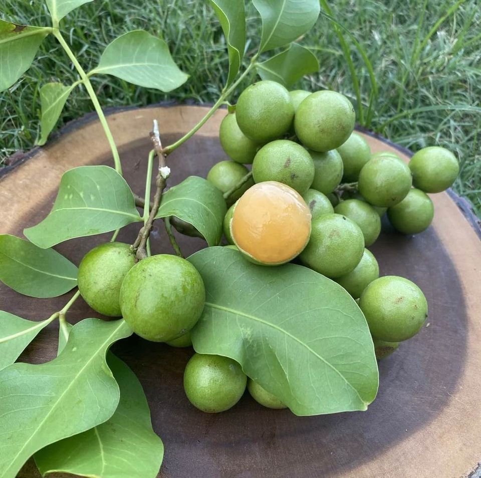 Mamoncillos quenepas (organic fruit)-US