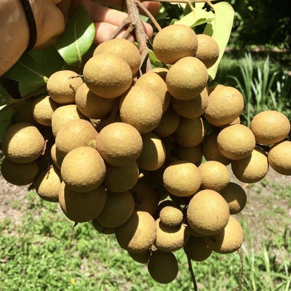 Fresh longan (organic fruit)-US - Image 2