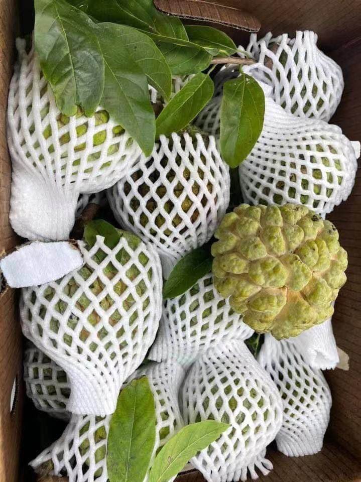 Fresh sugar apple (organic fruits)-US - Image 8
