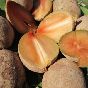 Fresh sapodilla(organic Fruits)-US
