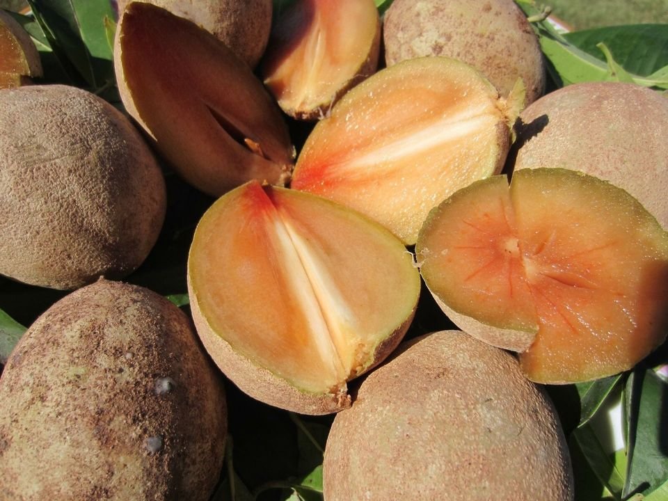 Fresh sapodilla(organic Fruits)-US