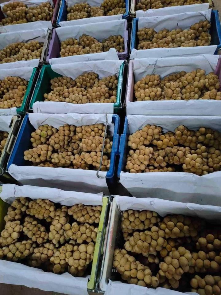 Fresh lansones (organic fruit)-US - Image 11