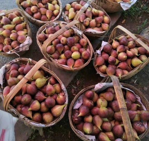 Fresh figs (organic fruit)-US - Image 7