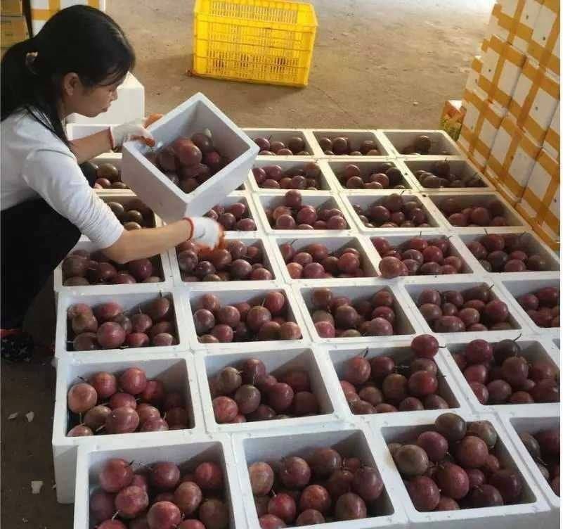 Fresh purple passion fruit (organic fruits)-US - Image 5