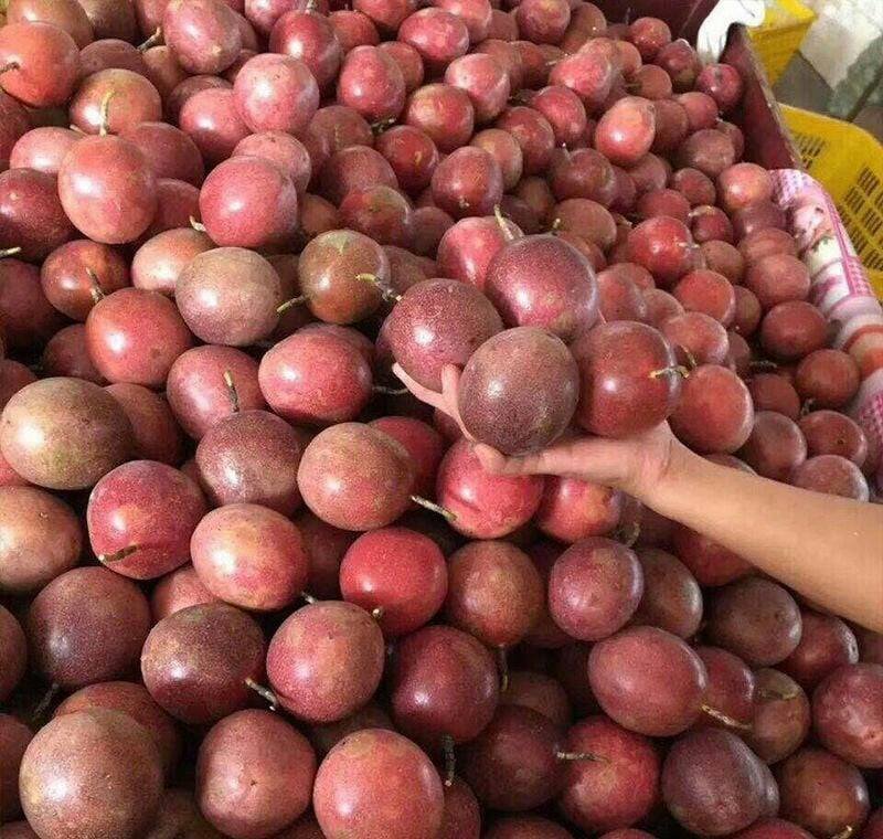 Fresh purple passion fruit (organic fruits)-US - Image 2