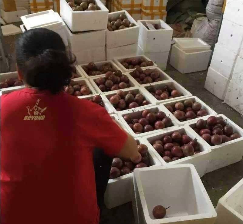 Fresh purple passion fruit (organic fruits)-US - Image 6