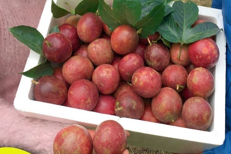 Fresh purple passion fruit (organic fruits)-US - Image 4