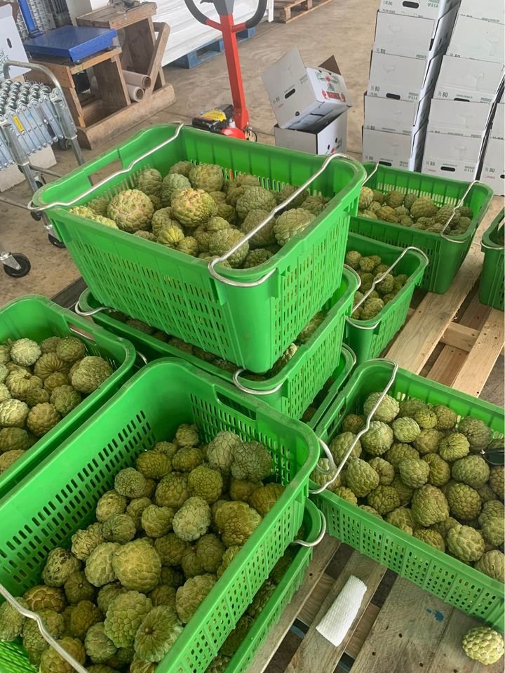 Fresh sugar apple (organic fruits)-US - Image 3