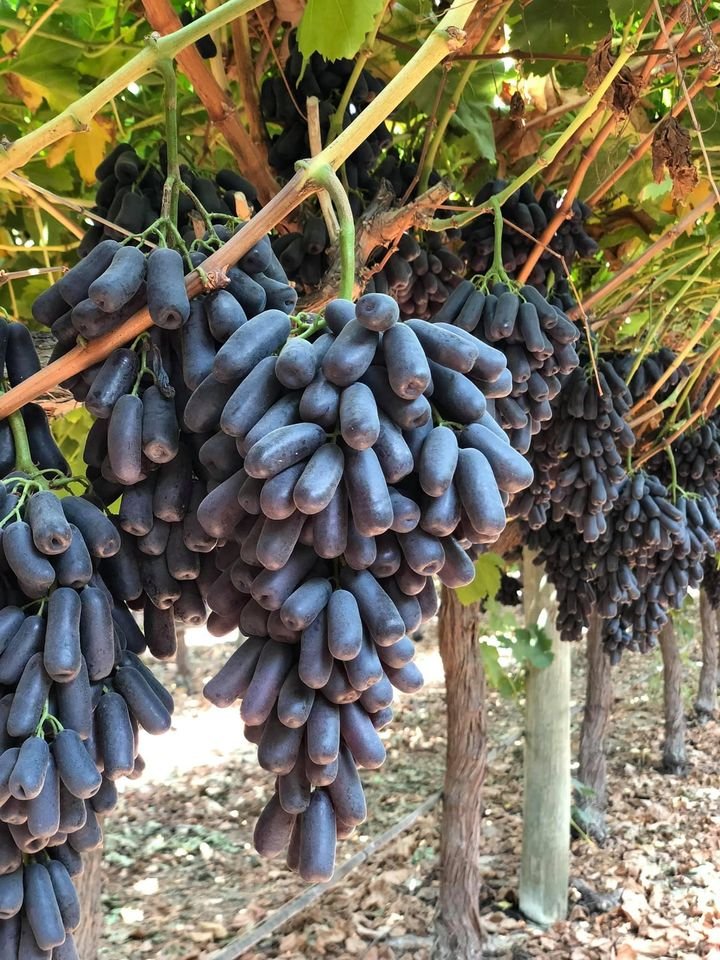 Fresh black grape (organic fruit)-P - Image 5