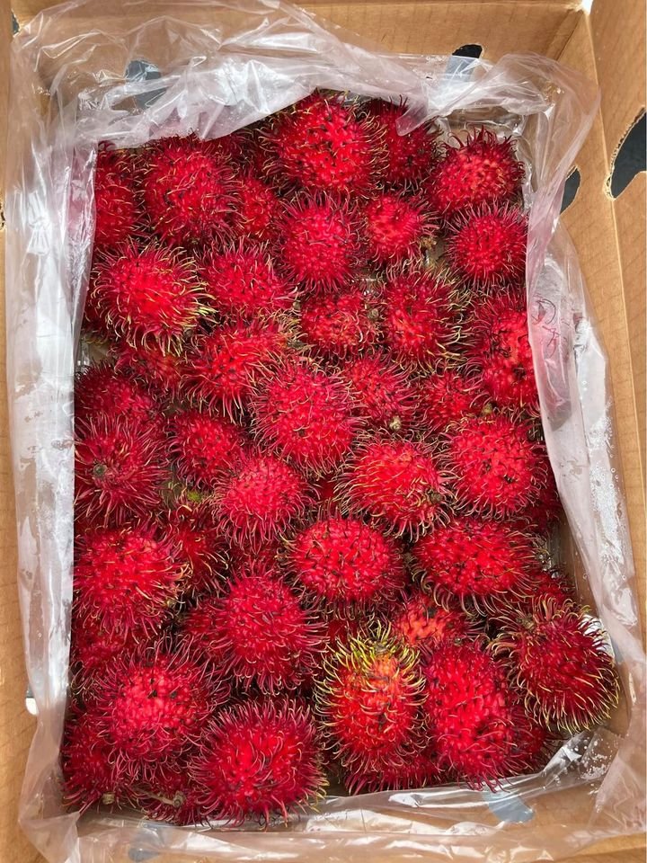 Fresh rambutan (organic fruit)-US