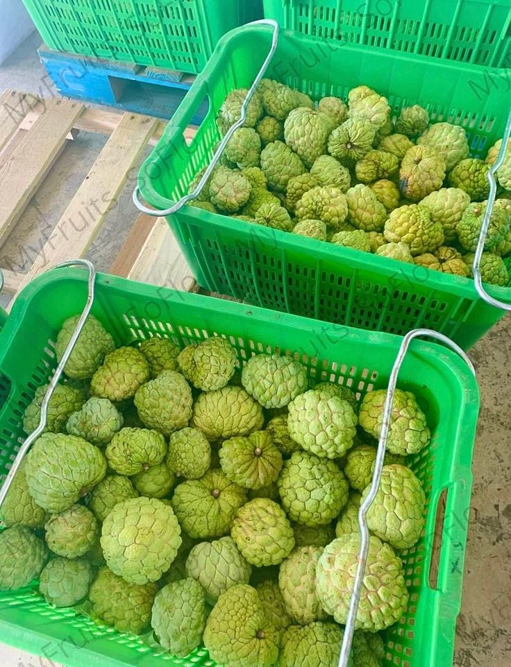 Fresh sugar apple (organic fruits)-US - Image 4
