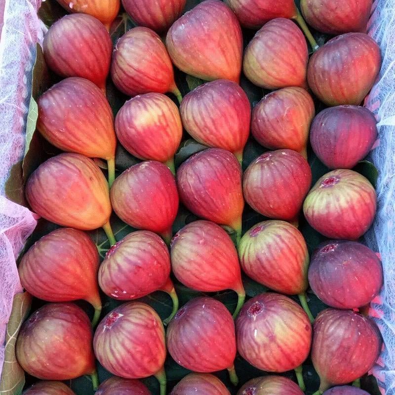 Fresh figs (organic fruit)-US - Image 6