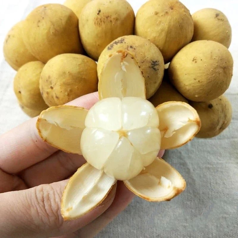 Fresh lansones (organic fruit)-US - Image 3